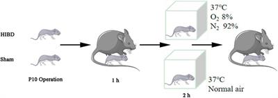 Genetic Inhibition of Plppr5 Aggravates Hypoxic-Ischemie-Induced Cortical Damage and Excitotoxic Phenotype